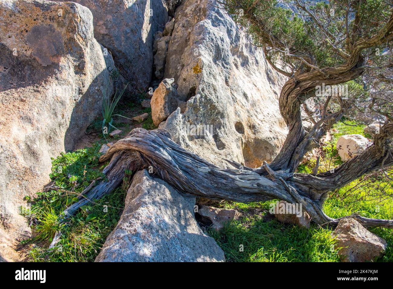 Sardegna, natura selvaggia: il ginepro fenicio (Juniperus phoenicea), pianta sacra Stock Photo