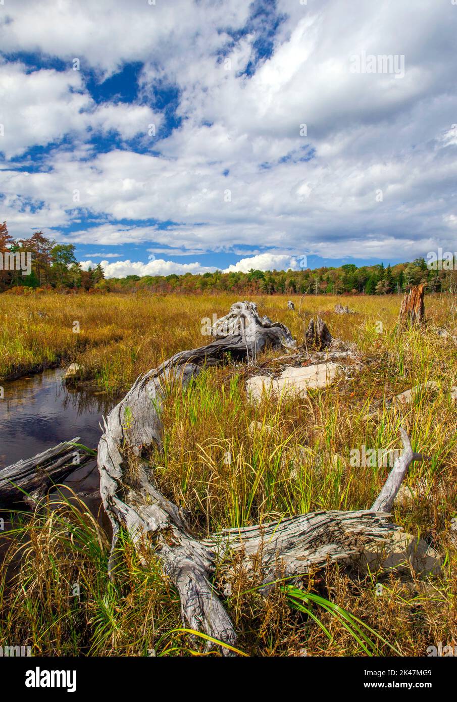 Hagen Run, a tributary of the Lehigh and Delaware Rivers, flows through abandoned beaver pond