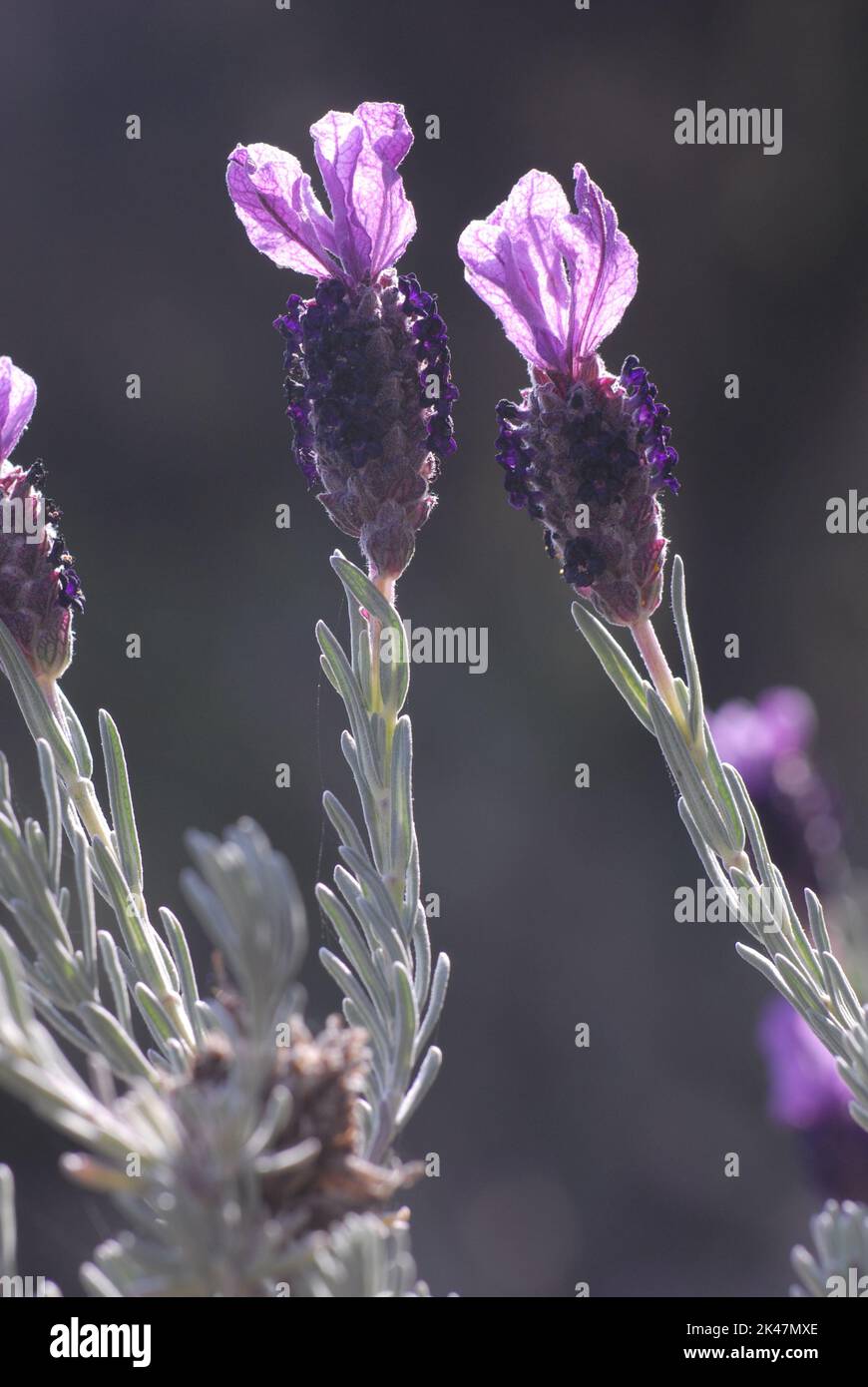 Lavanda, Lavandula stoechas Stock Photo - Alamy