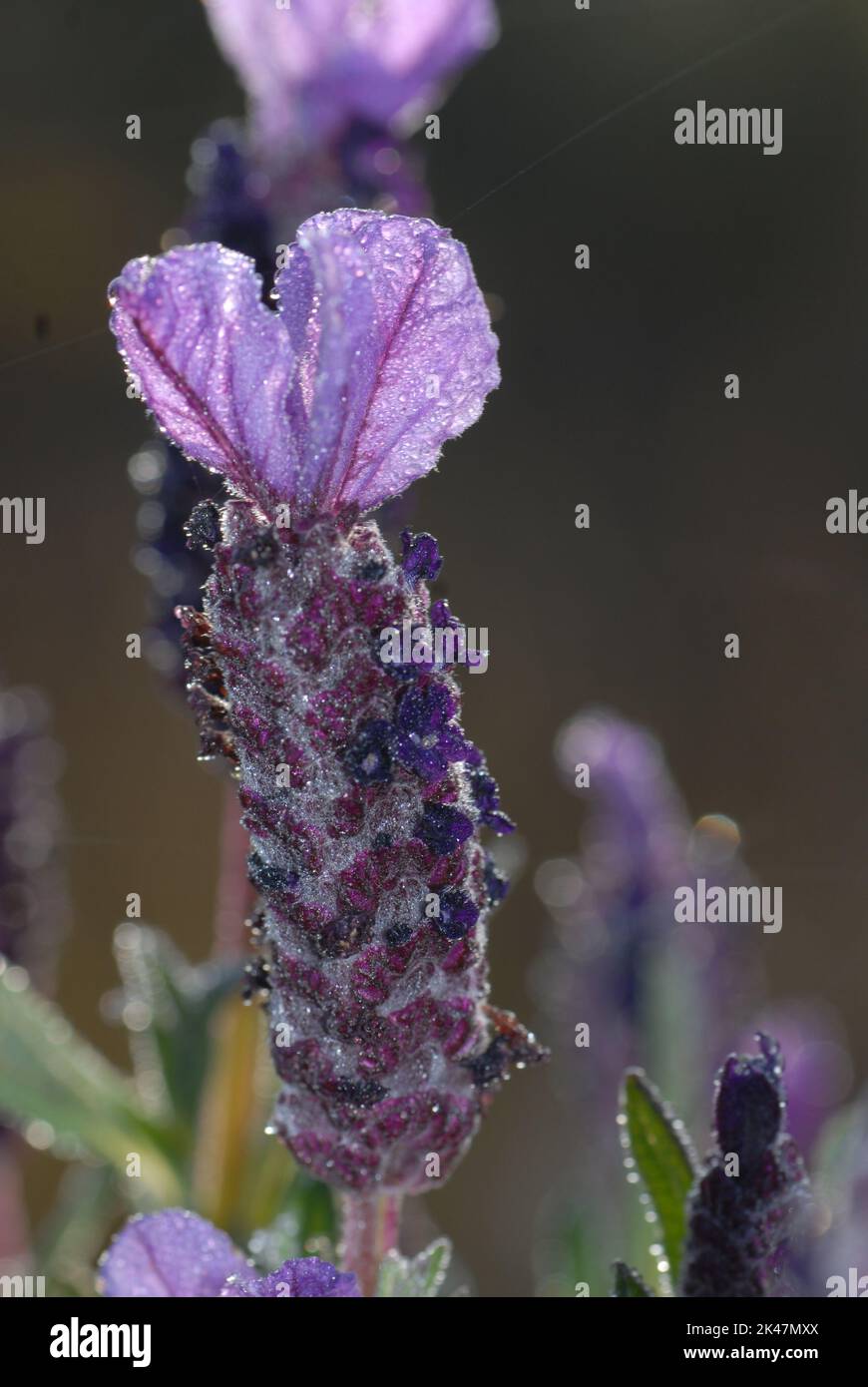 Lavanda, Lavandula stoechas Stock Photo - Alamy