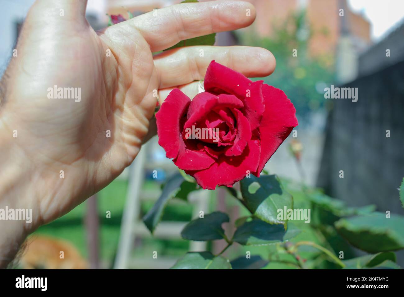touching a red rose in my garden with my hand Stock Photo Alamy