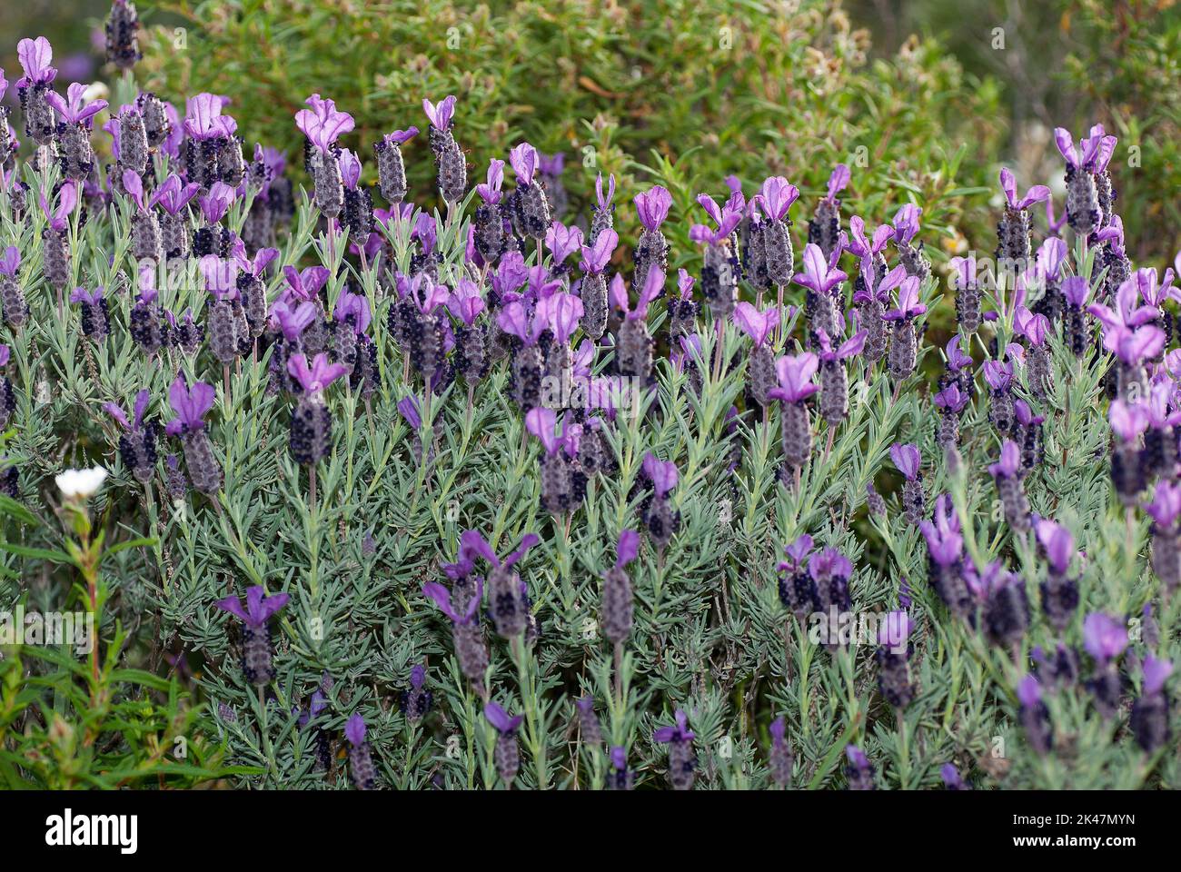 Lavanda, Lavandula stoechas Stock Photo - Alamy