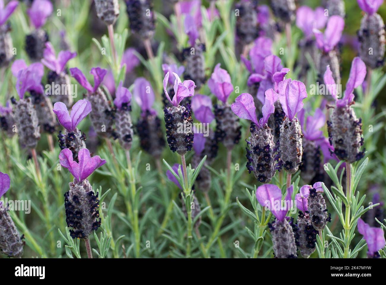 Lavanda, Lavandula stoechas Stock Photo - Alamy