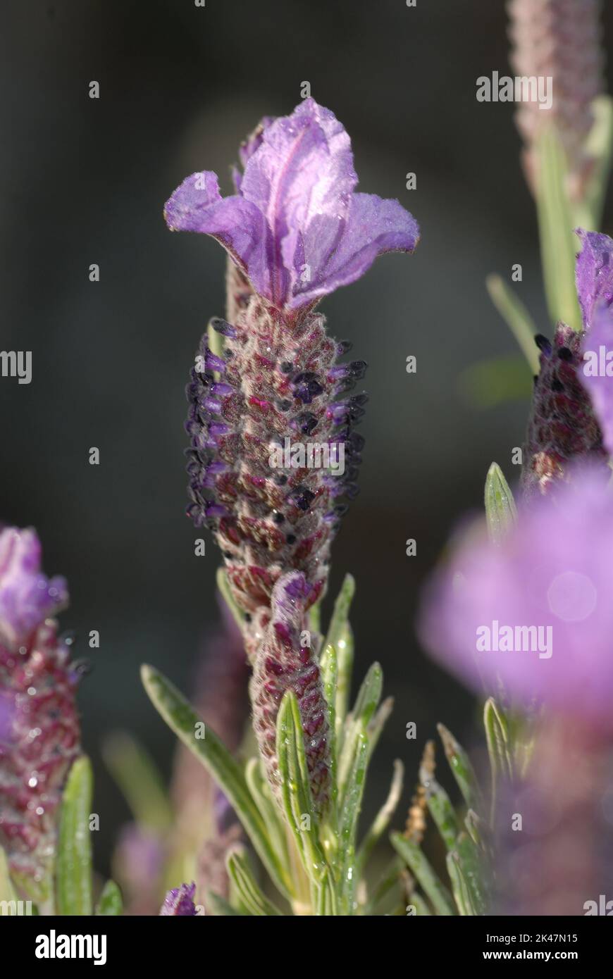 Lavanda, Lavandula stoechas Stock Photo - Alamy