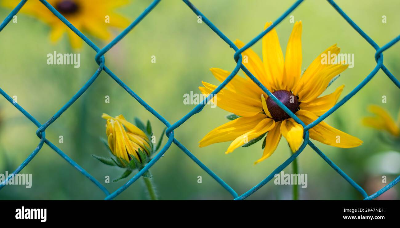 Yellow black-eyed Susan flower and bud behind garden fence on green blurry background. Rudbeckia hirta. Closeup a ornamental herb with wire mesh grid. Stock Photo