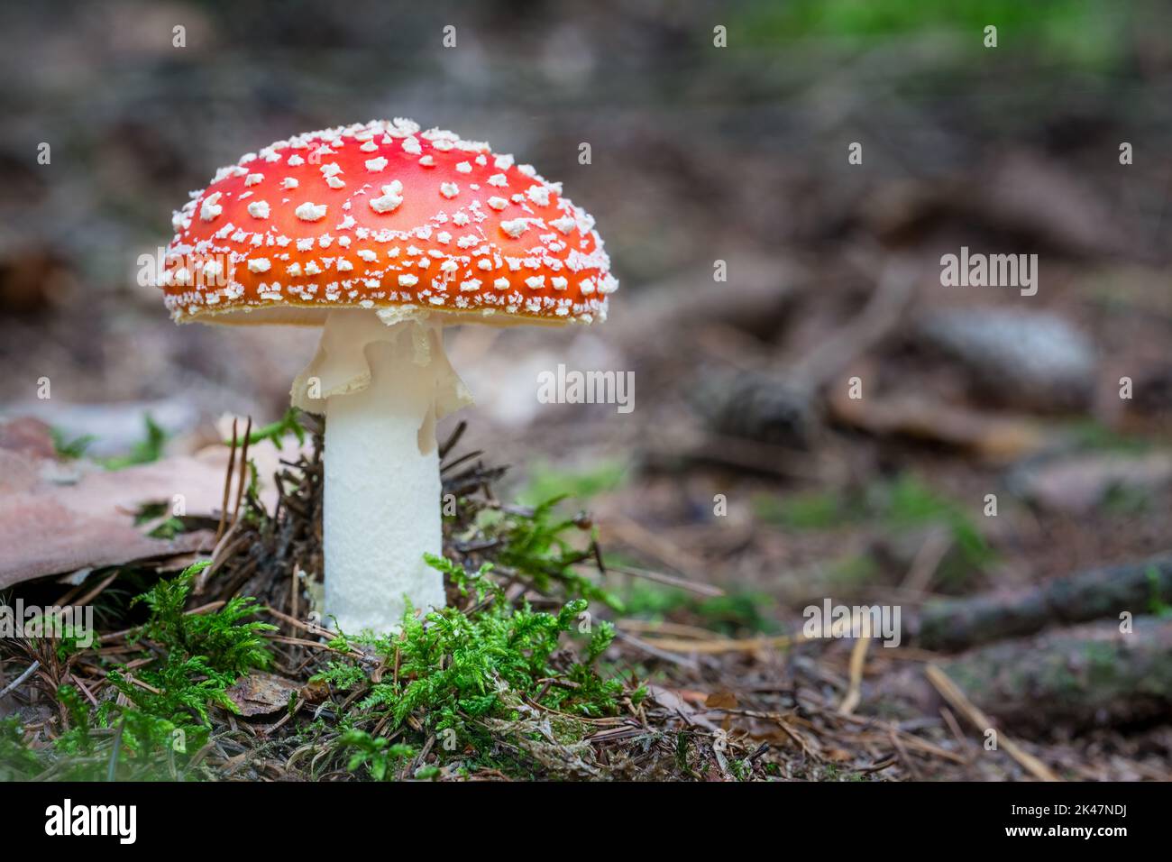 Beautiful fly agaric mushroom in green moss on blur natur forest background. Amanita muscaria. Closeup a toadstool with white warty patches on red cap. Stock Photo