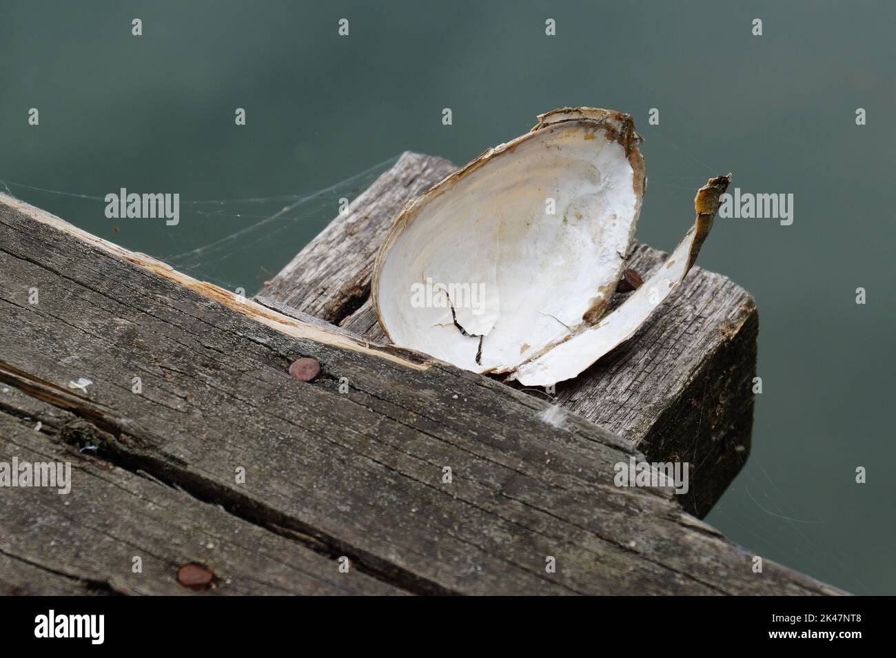 Clam's shell on fishing deck Stock Photo