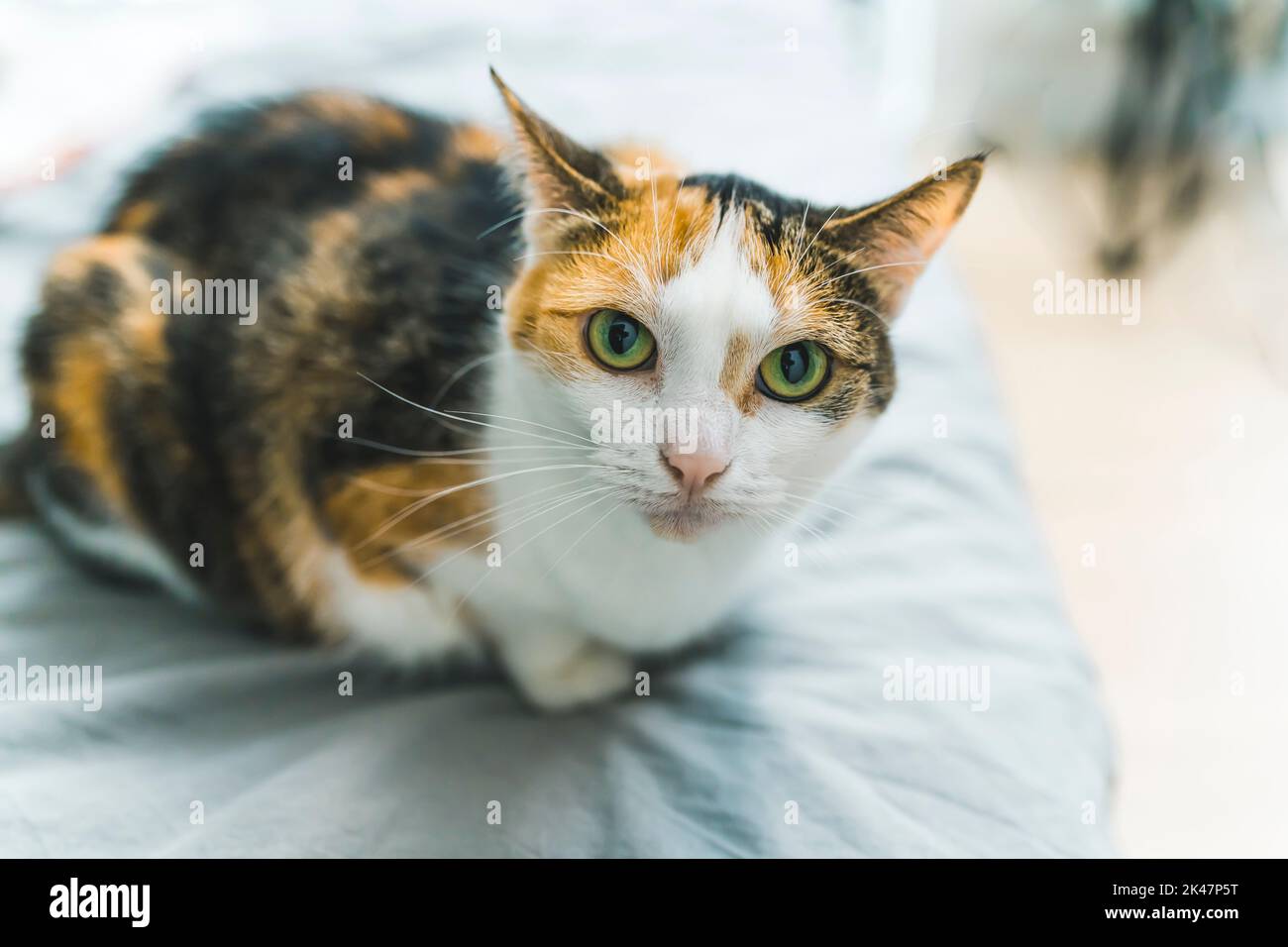 Beautiful, well-fed multicolor calico cat with yellow eyes sitting on a bed at home and looking at the camera. High quality photo Stock Photo