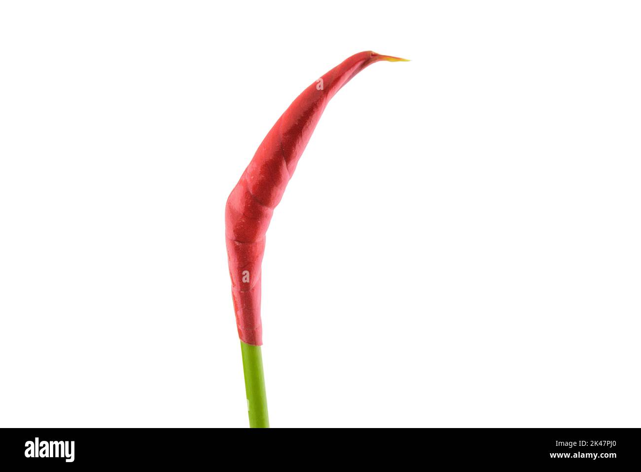 isolated anthurium flower bud Stock Photo Alamy