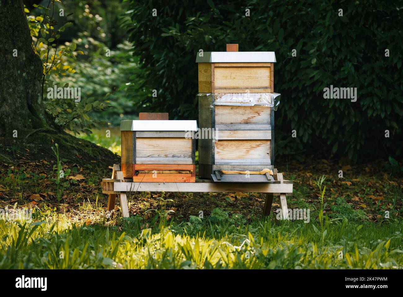 beehive under a tree on a meadow in the evening light Stock Photo