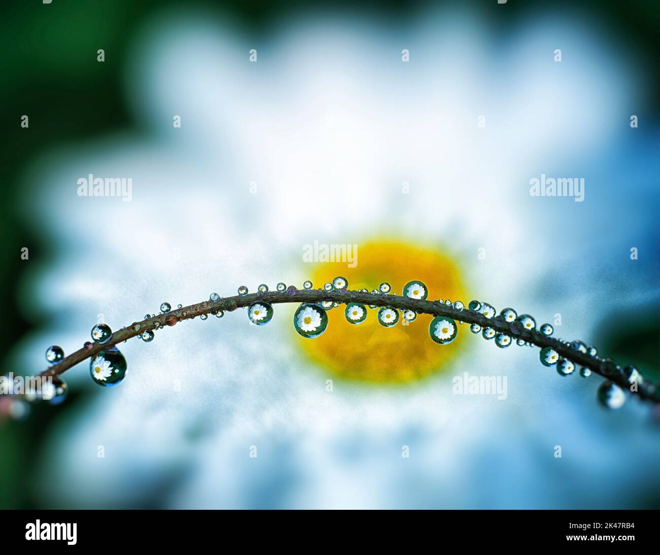 Shasta daisy reflected in drops of water. Near Alpine, Oregon Stock Photo