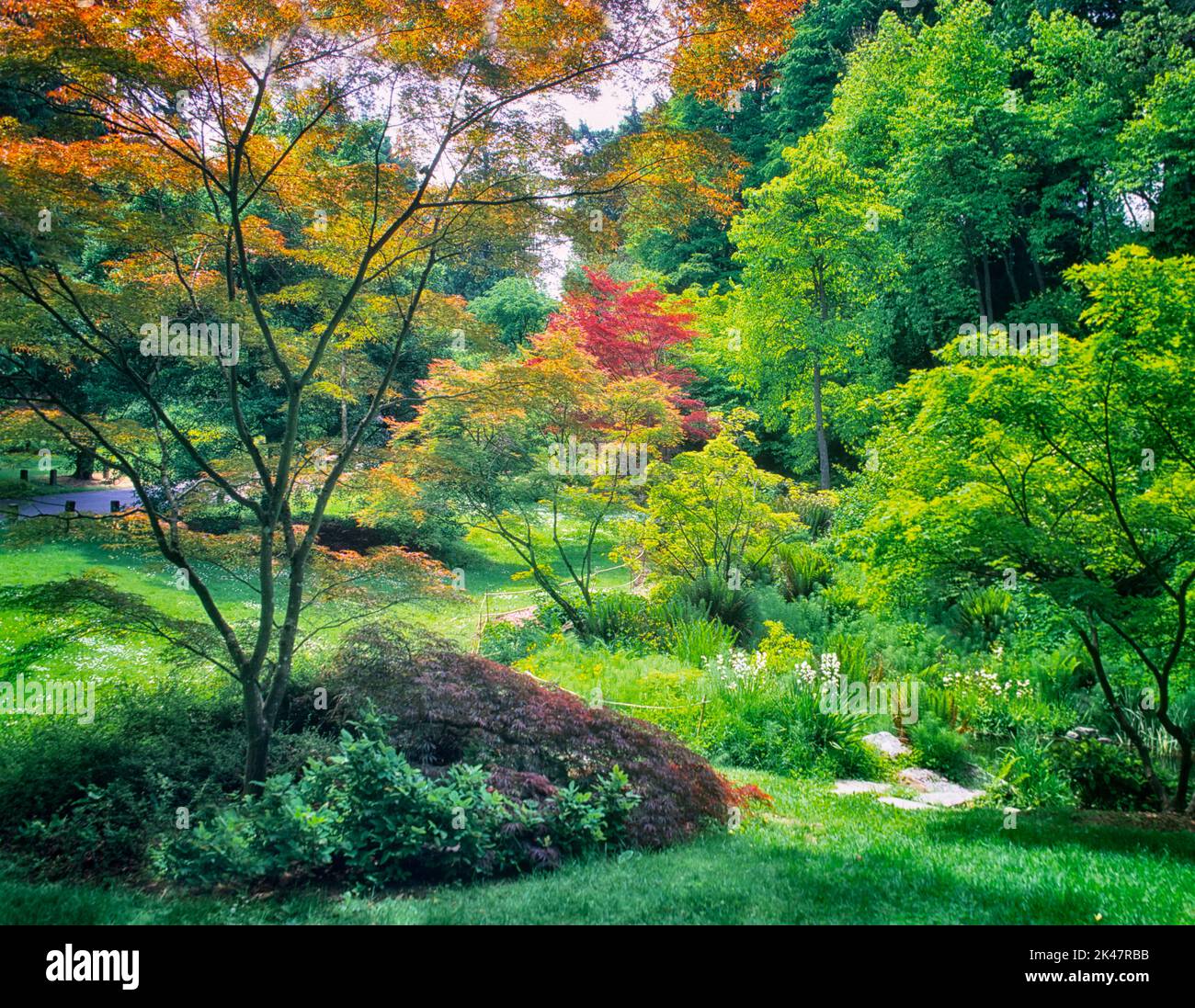 A variety of Japanese Maple trees in spring. Washington Park Arboretum, Seattle, Washington Stock Photo