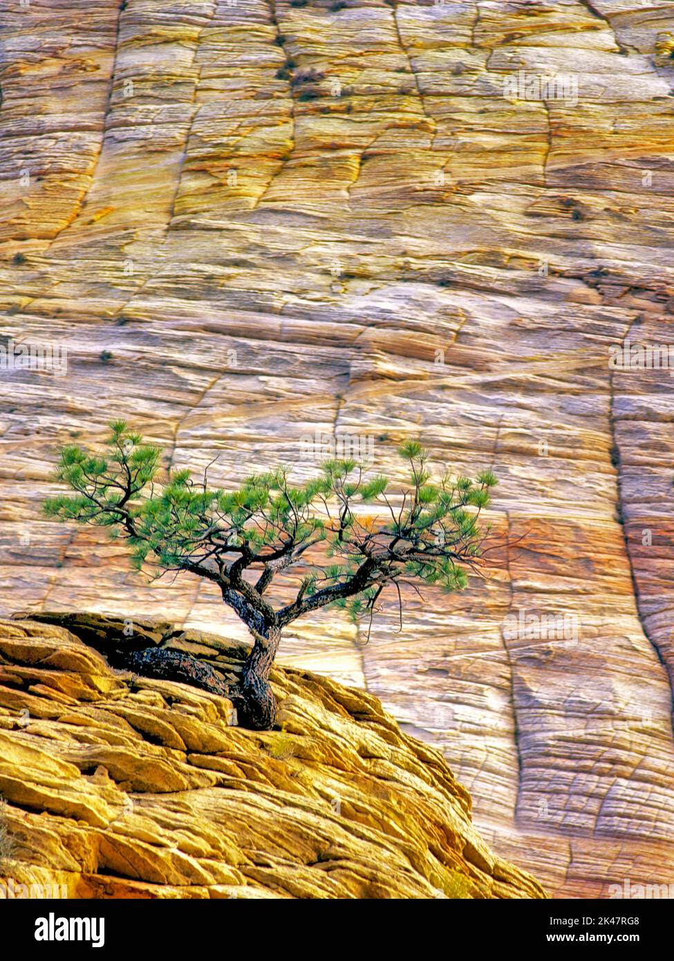 Lone Ponderosa Pine tree in sandstone cliff. Zion National Park, Utah Stock Photo
