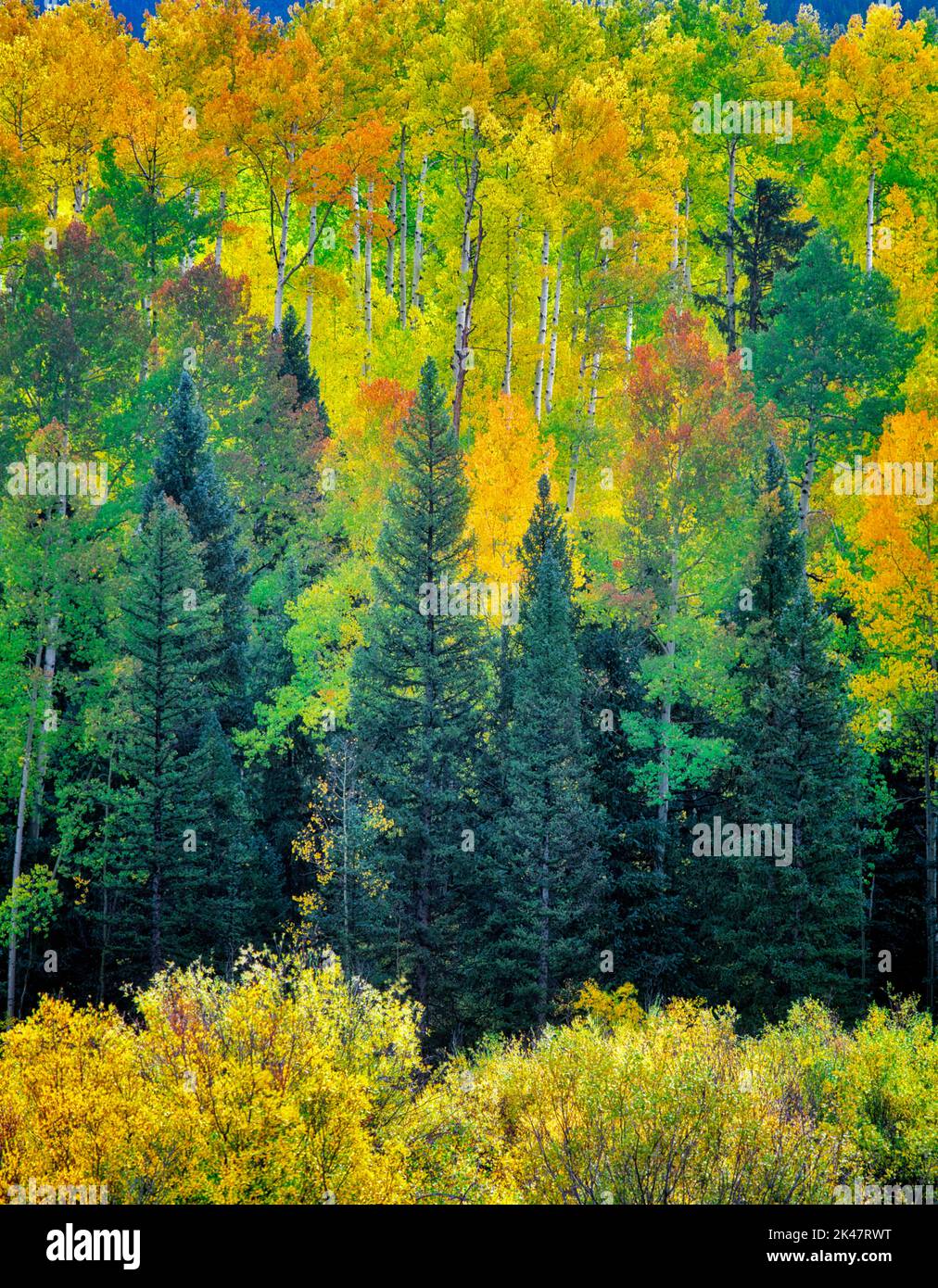 Mixed conifer and aspen forest in fall color. San Juan Mountains, Colorado Stock Photo