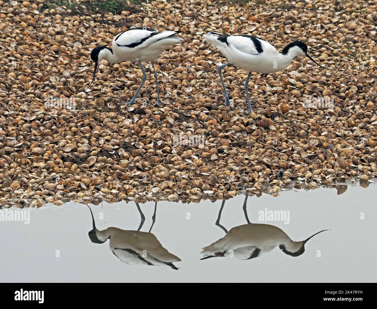 avocets-natural-habitat-hi-res-stock-photography-and-images-alamy
