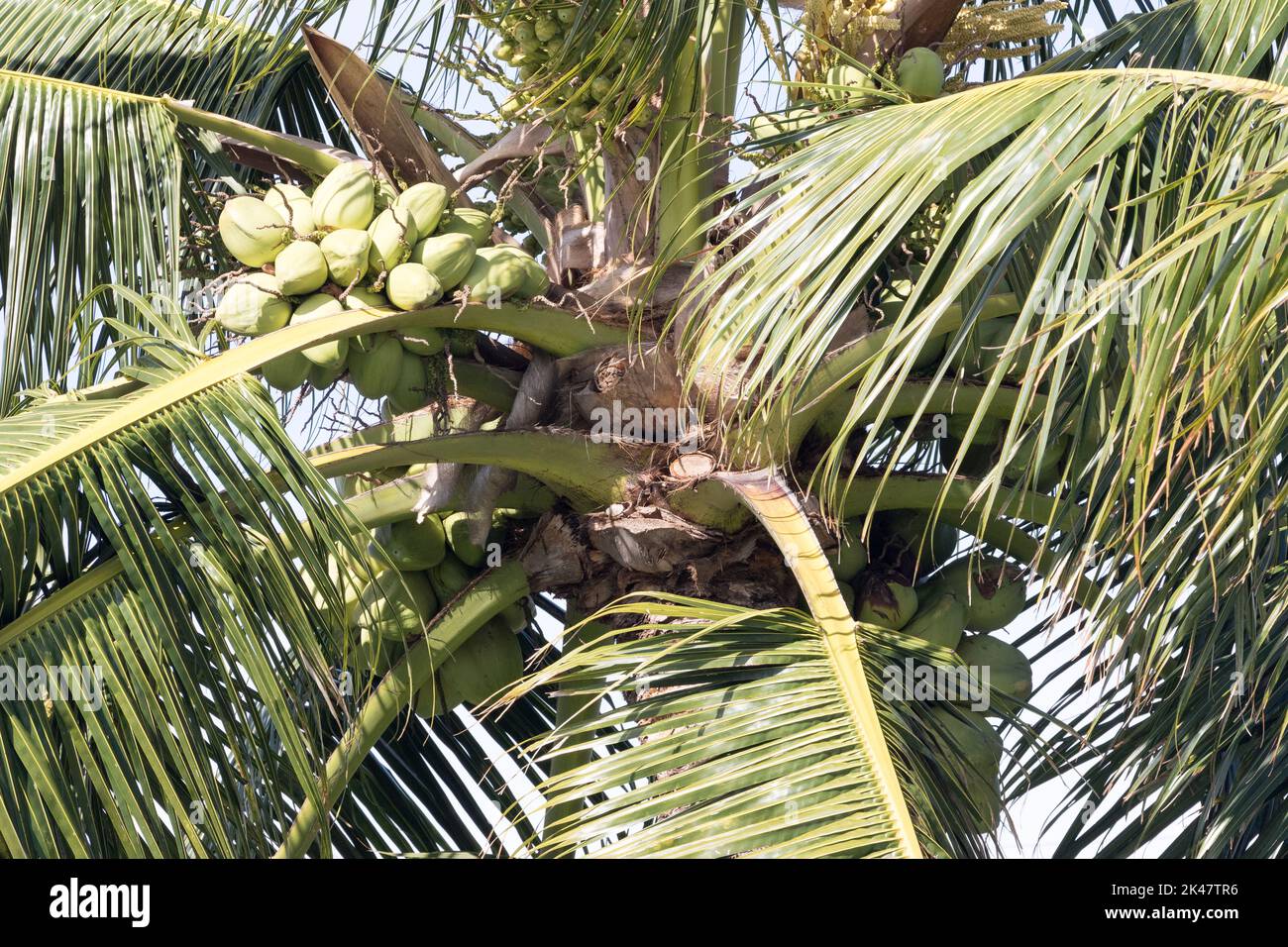 Coconut Trees of Maui Stock Photo Alamy