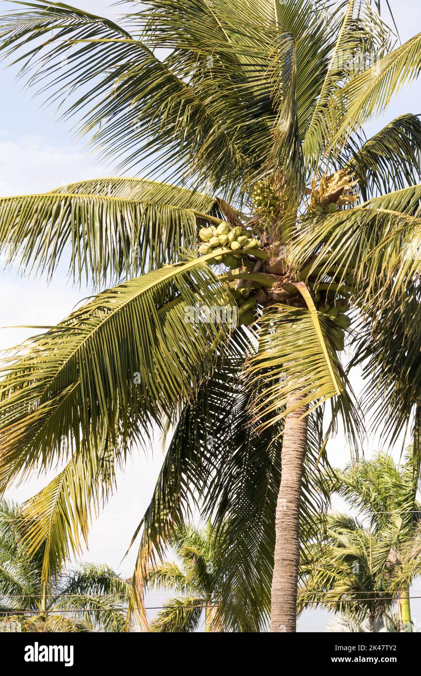 Coconut Trees of Maui Stock Photo Alamy