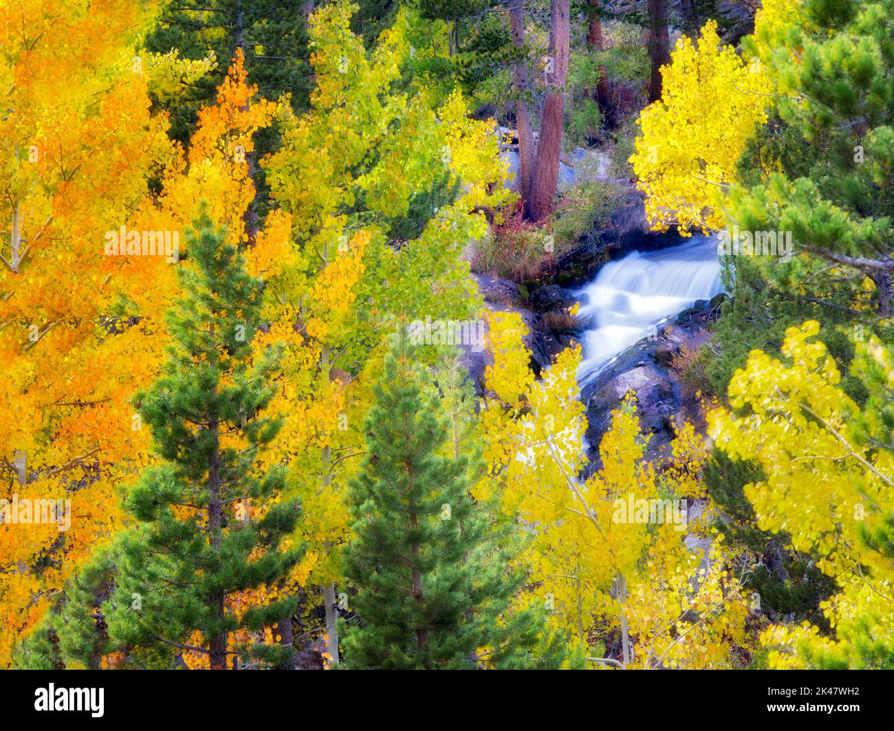 Autumn colored aspen trees along Bishop Creek. Sierra Nevada Mountains, California Stock Photo