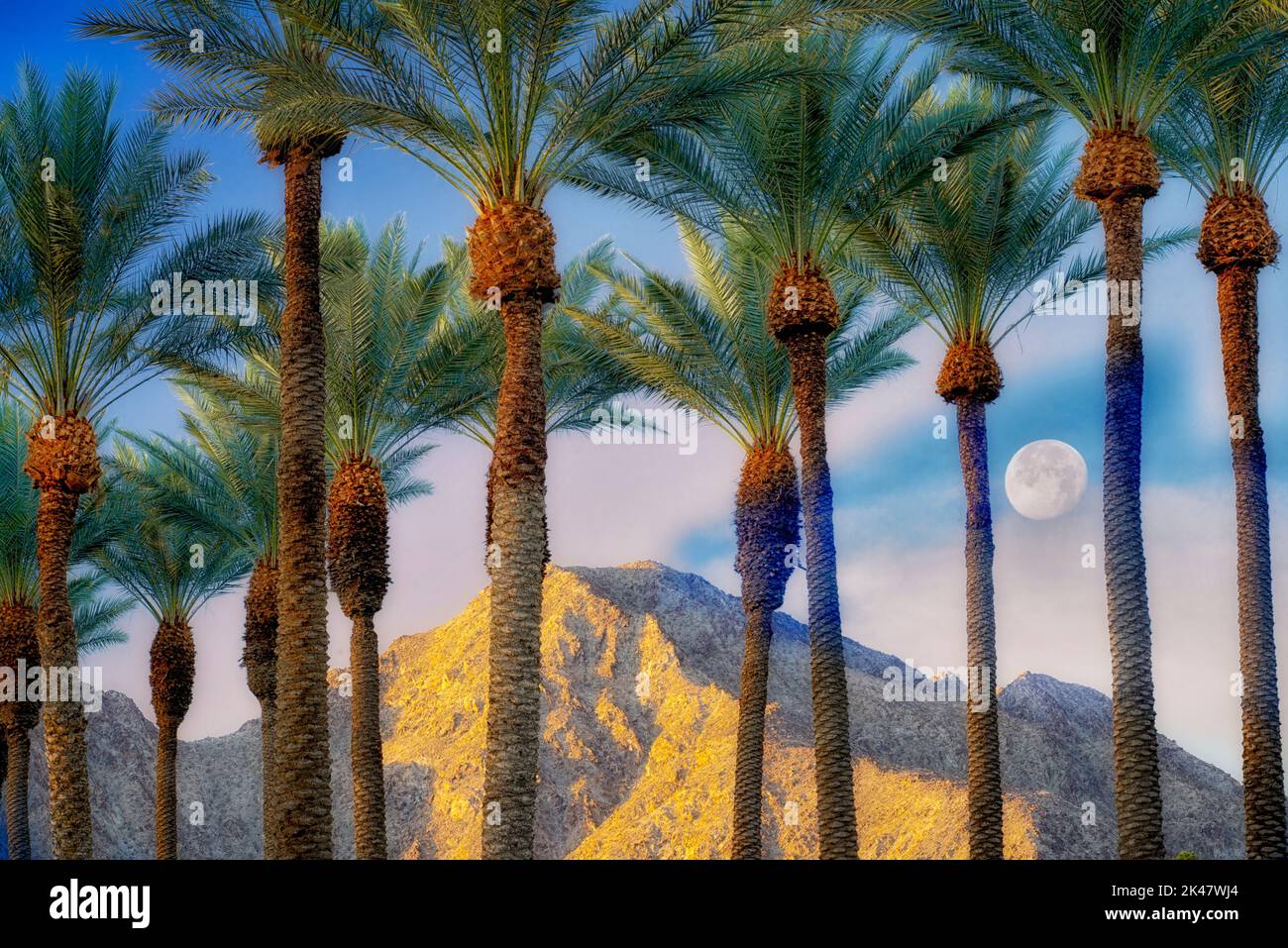 Palm trees with moon, sunrise and Santa Rosa Mountains, California Stock Photo