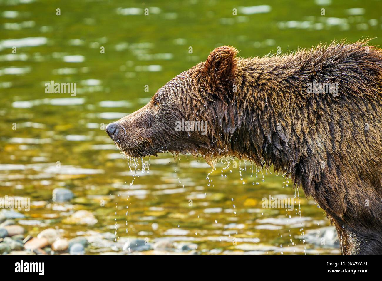 Water dripping off of a wet grizzly bear that has just emerged from a