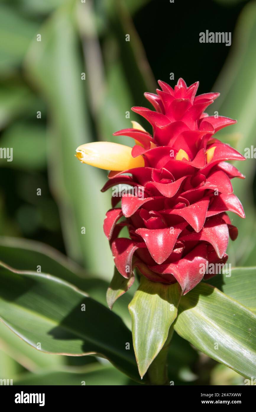 Flowers of Maui Stock Photo Alamy