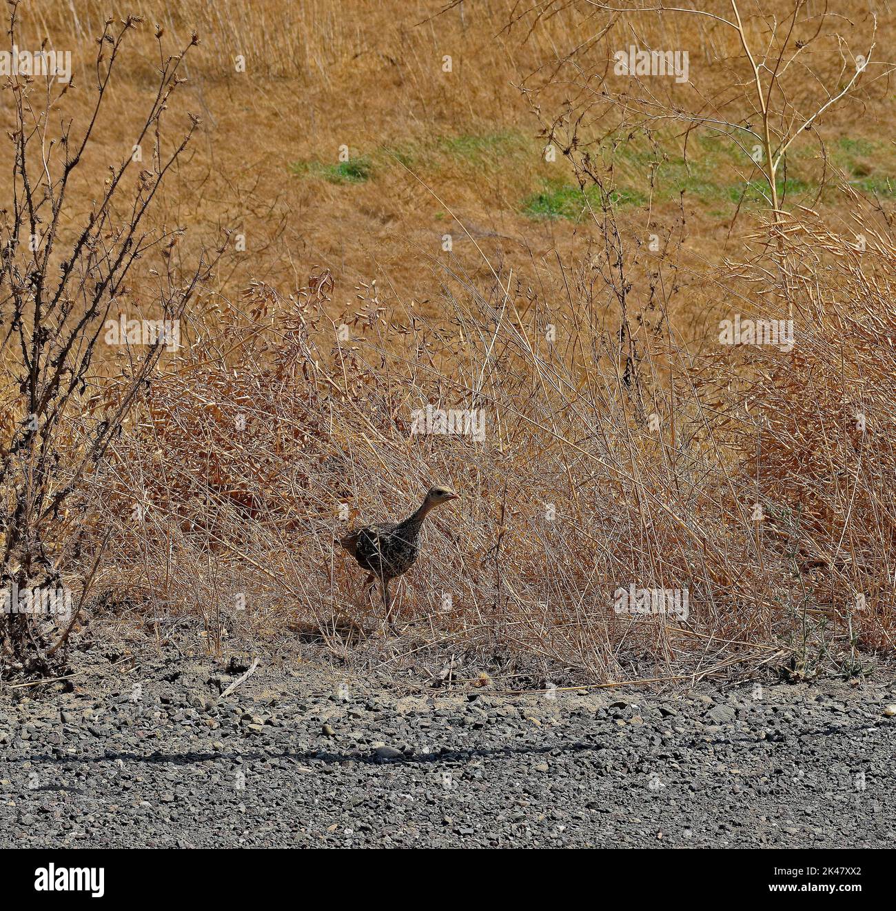wild turkey chick along Alameda Creek Trail, Stables Staging Area, California Stock Photo