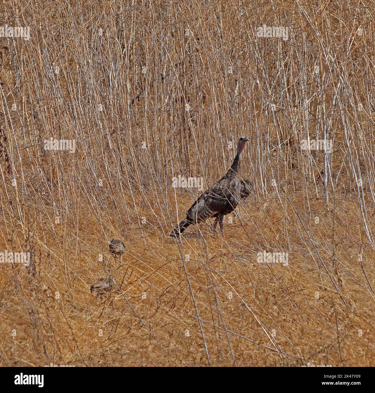 adult wild turkey and chicks  Alameda Creek near the Stables Staging Area, California Stock Photo