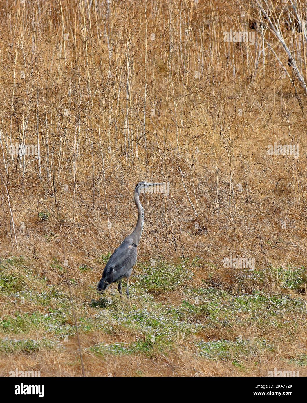 Great Blue Heron, Alameda Creek near the Stables Staging Area, California Stock Photo