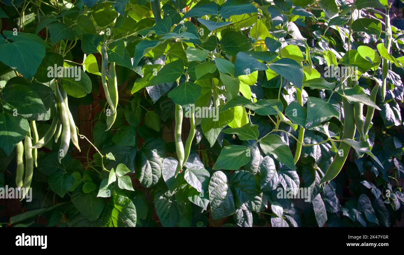 Organic green bean climbing up the chicken wire mesh in the backyard garden Stock Photo