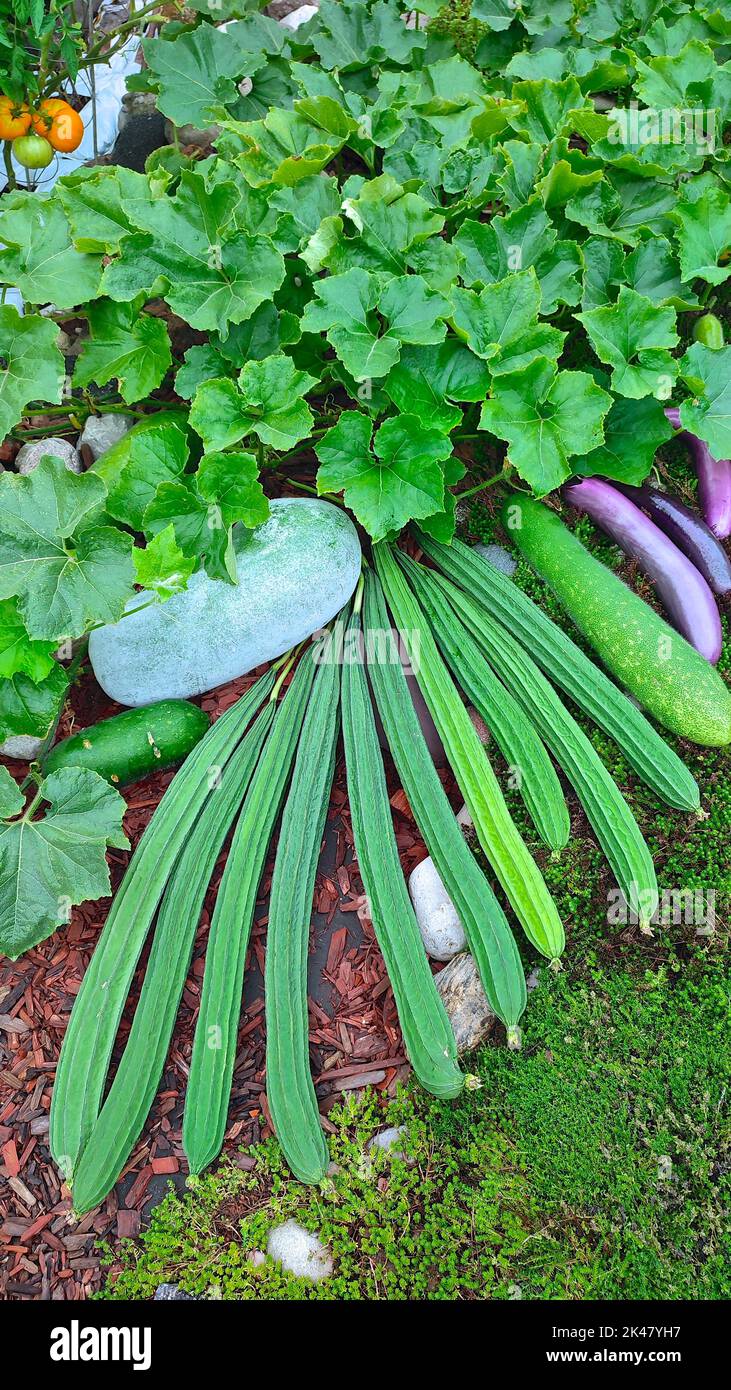 High-angle view of luffa gourds and Chinese winter melons with the backyard garden background. Stock Photo