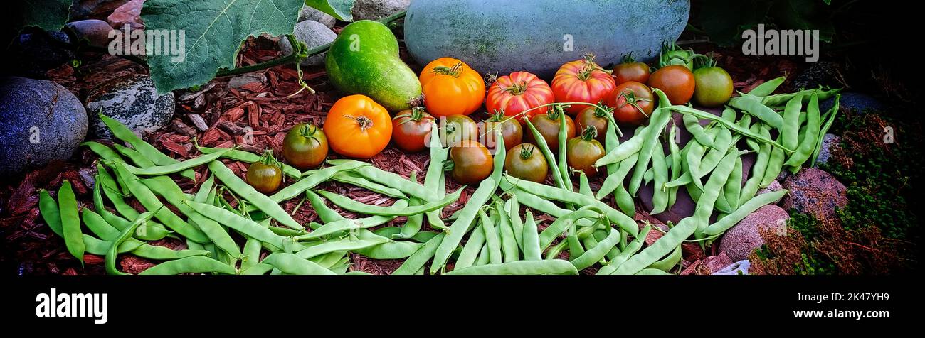 Web banner of autumn harvest of produce in the vegetable garden Stock Photo