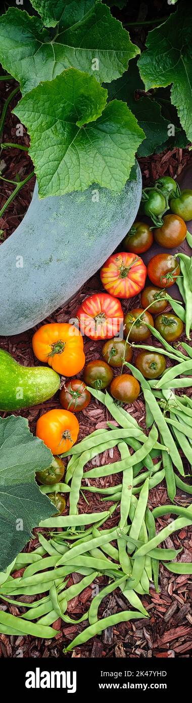 Web banner of autumn harvest of produce in the vegetable garden - vertical format Stock Photo