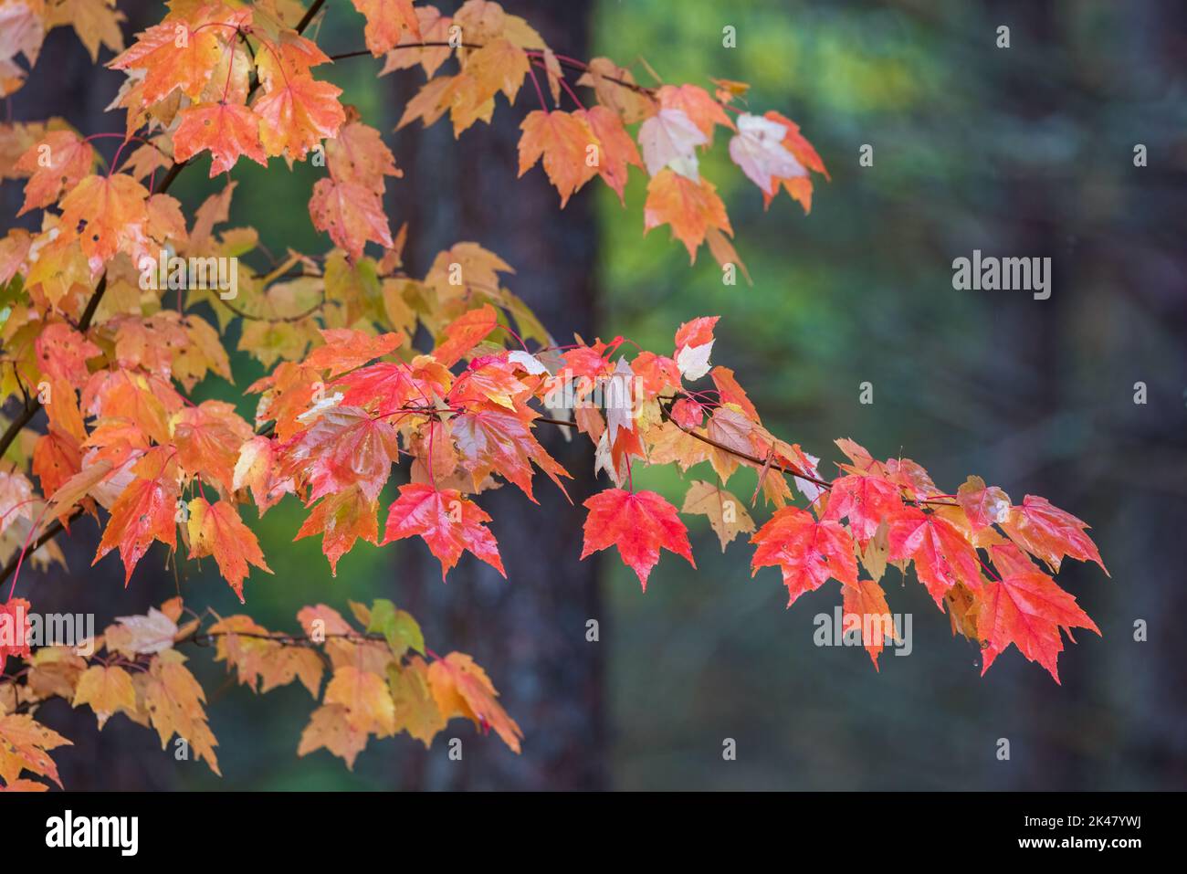 Wet autumn leaves in the Chequamegon National Forest. Stock Photo
