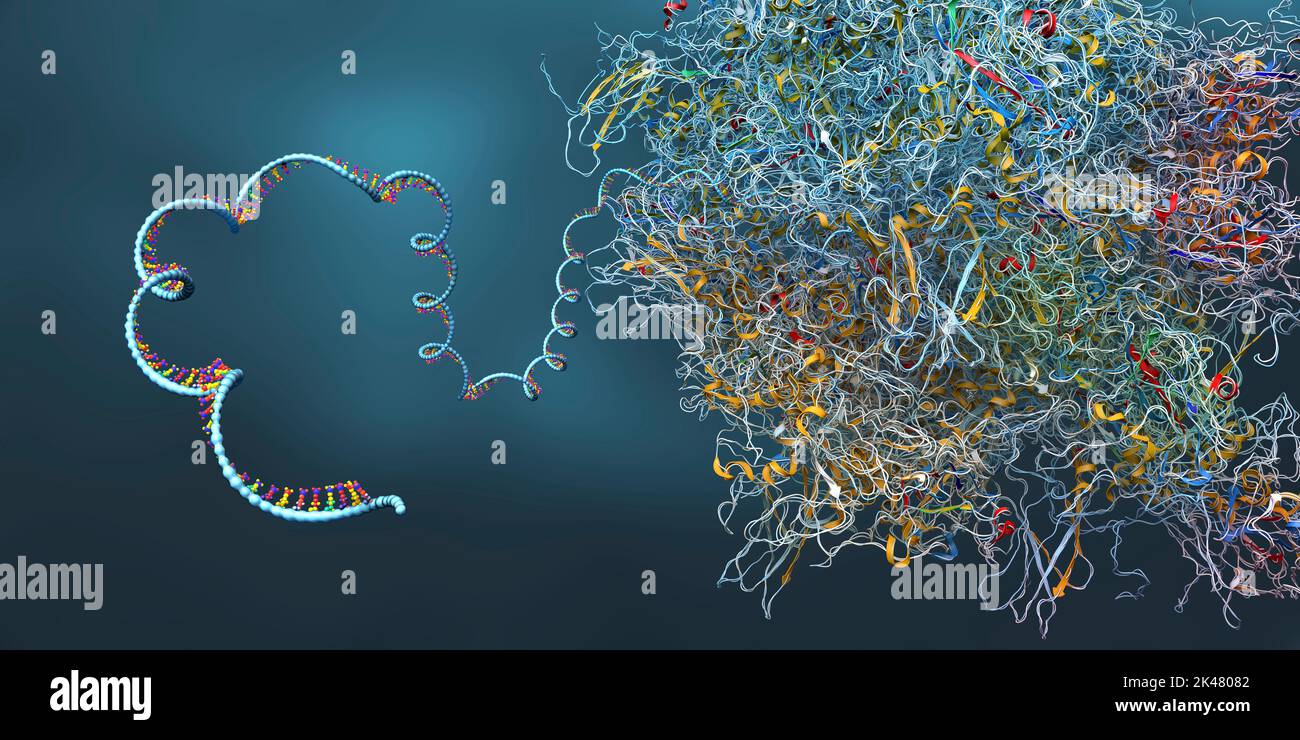 Ribosome translation hi-res stock photography and images - Alamy