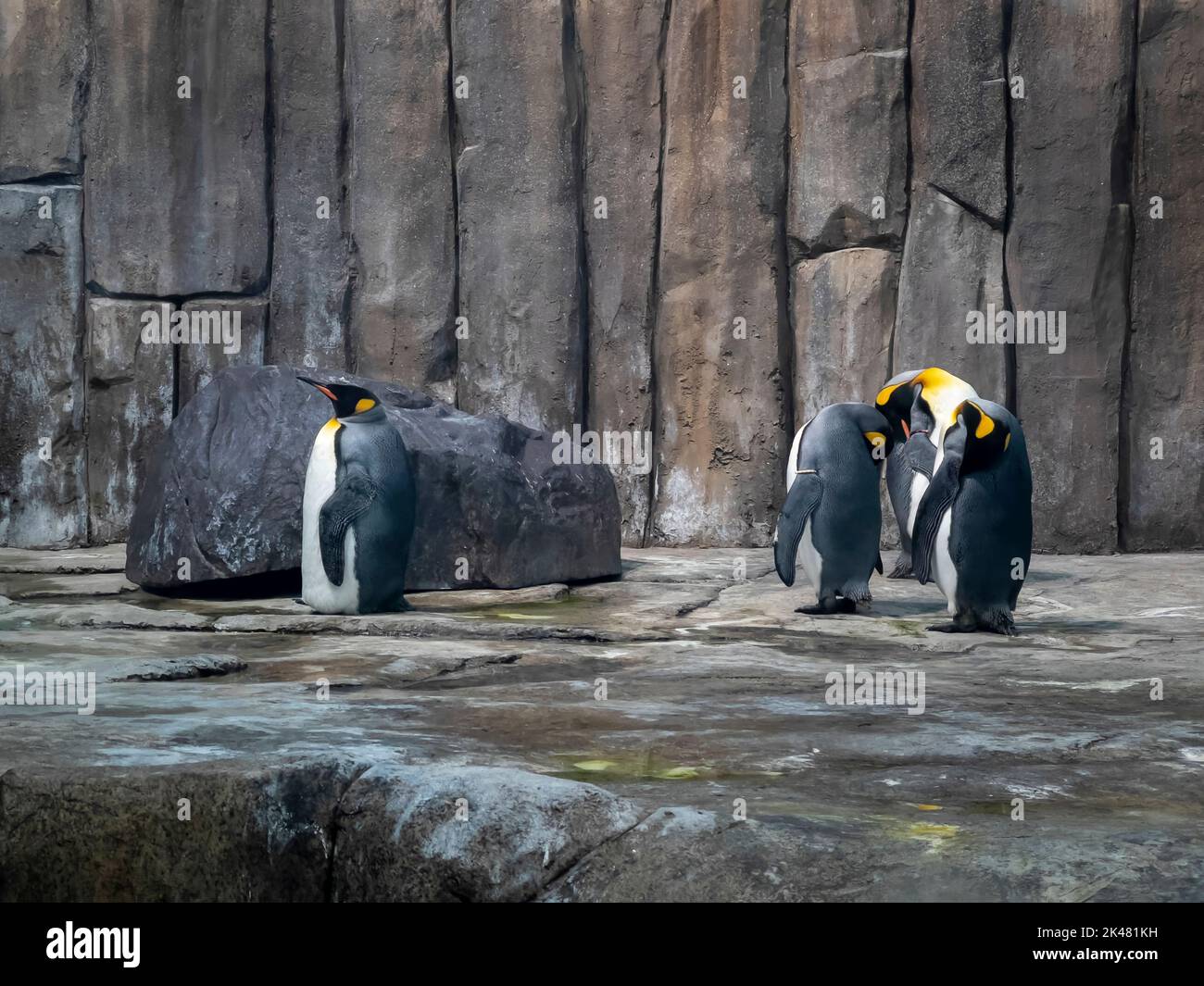 Emperor penguins (Aptenodytes forsteri) on display at Montreal Biodome Stock Photo