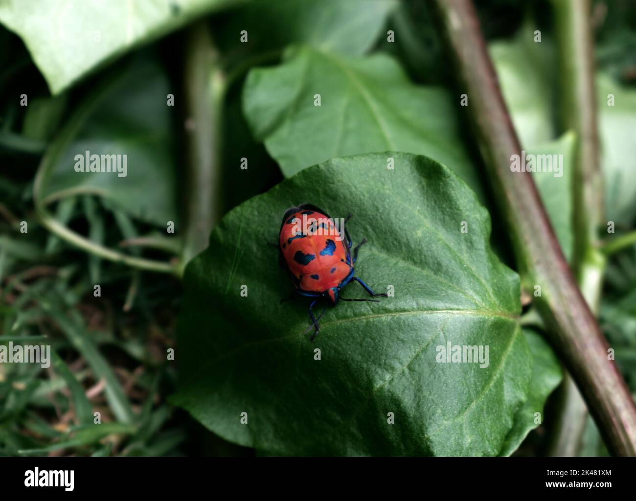 a cotton harlequin bug (hibiscus harlequin) (a cotton harlequin bug             (Tectocoris diophthalmus) sits on a leaf. This bug is a pest insect Stock Photo