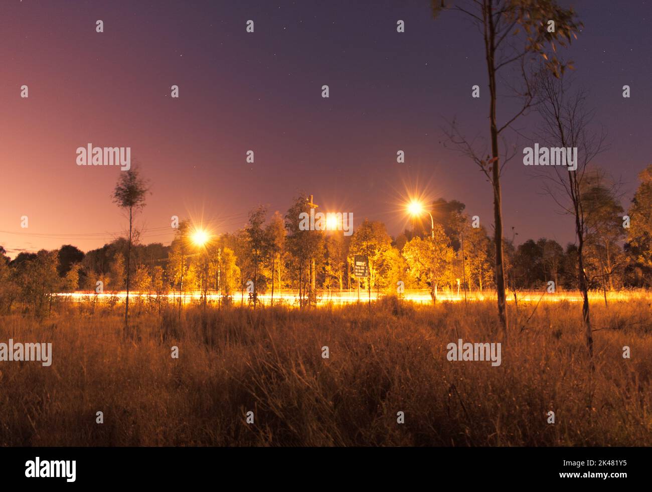 incandescent street lights with streaks of car lamps light with different types of fauna surrounding in the foreground and background Stock Photo