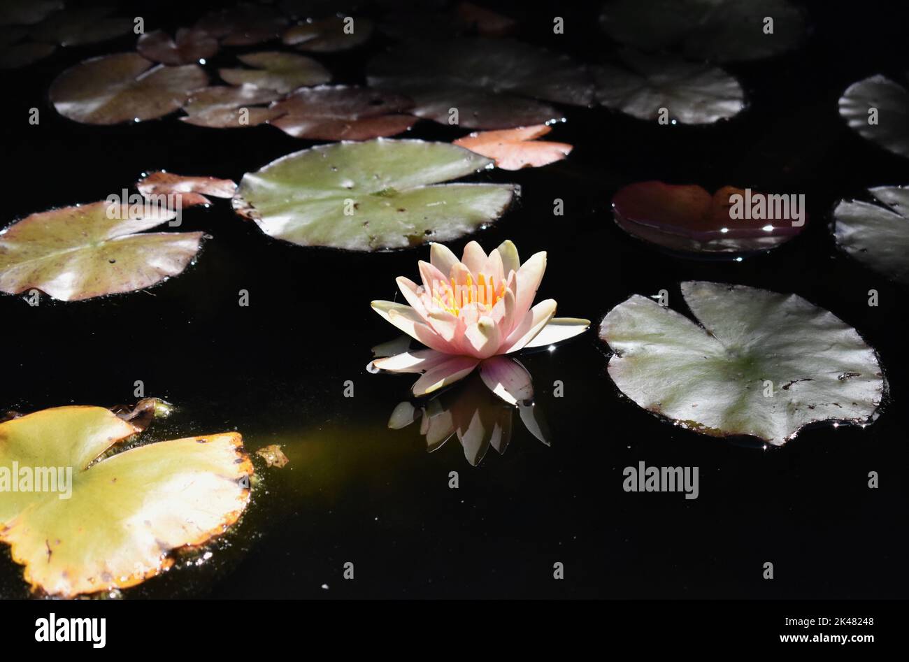 a water lily surrounded by lilipads beautifully lit by midday light Stock Photo