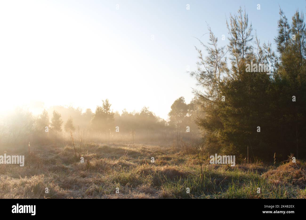 sunrise in a forest glade as fog covers the ground with pine trees in the foreground Stock Photo