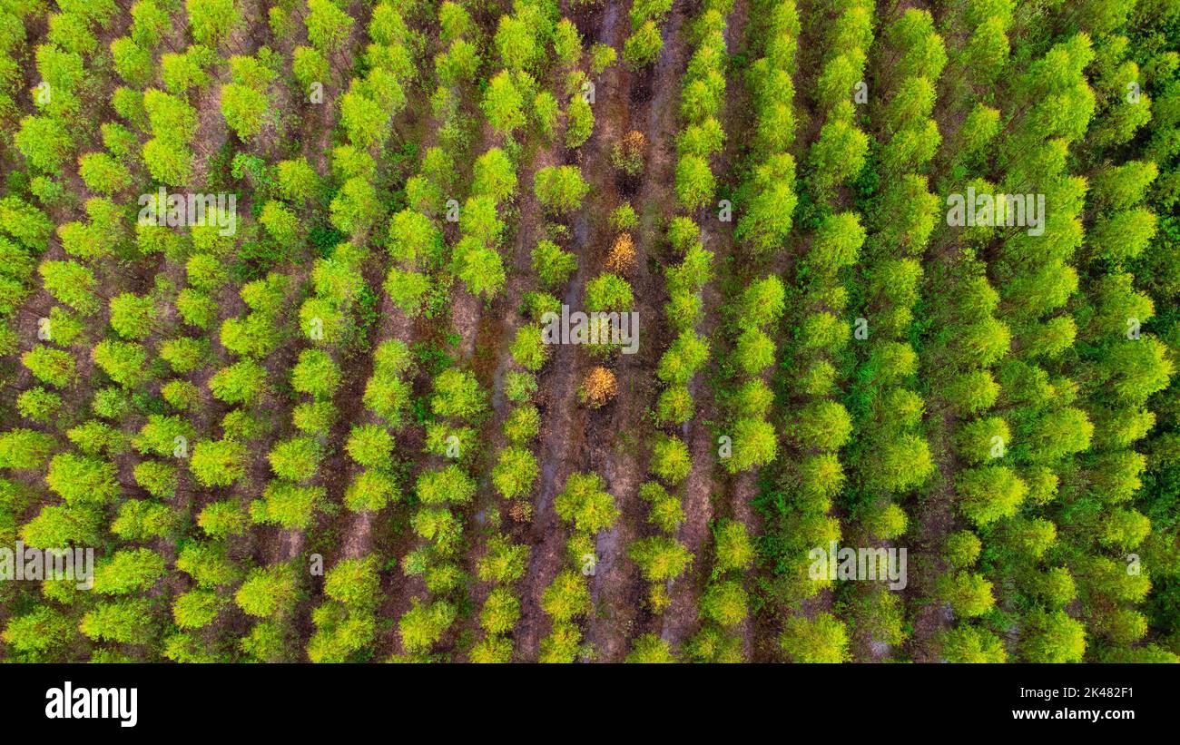 Aerial view of beautiful landscapes of agricultural or cultivating areas in tropical countries. Eucalyptus plantation in Thailand. Natural landscape b Stock Photo