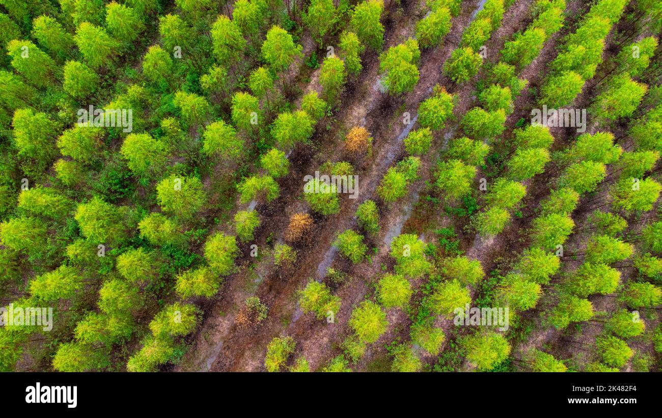 Aerial view of beautiful landscapes of agricultural or cultivating areas in tropical countries. Eucalyptus plantation in Thailand. Natural landscape b Stock Photo