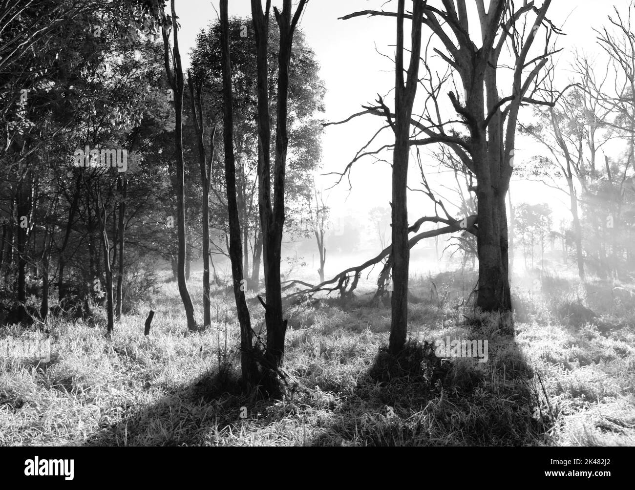 a black and white image of sunlight streaming through trees during a foggy sunrise in Sydney, NSW, Australia Stock Photo