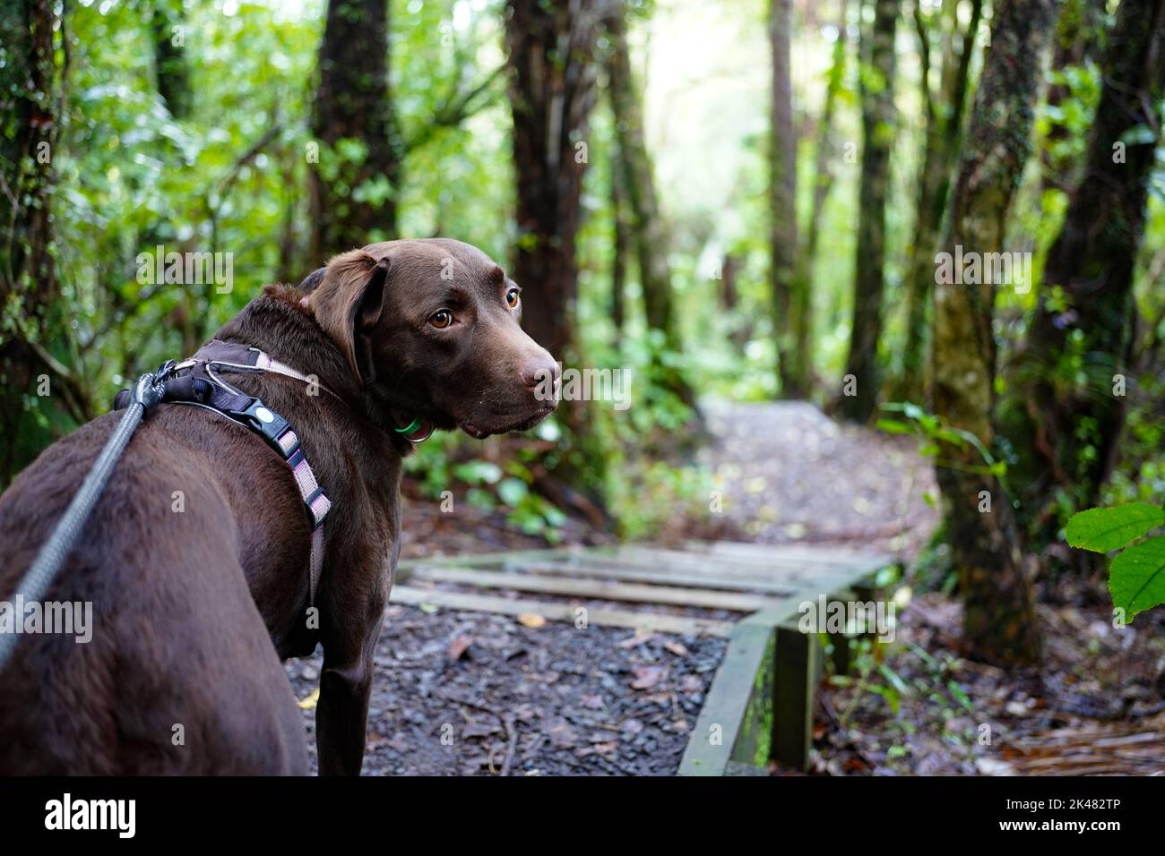 Walking a chocolate labrador dog through a forest Stock Photo