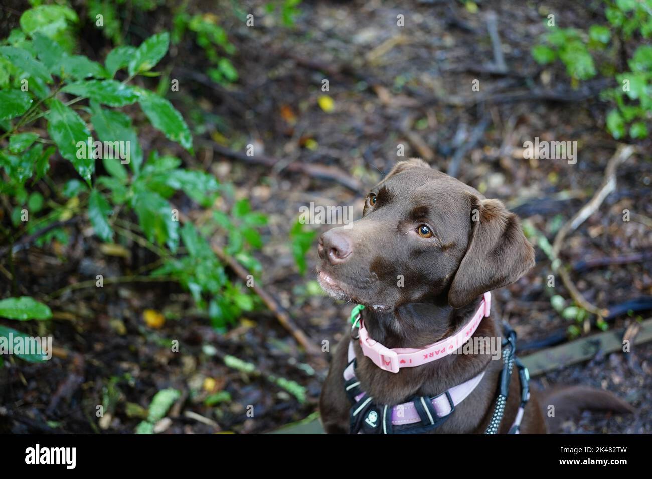 Walking a chocolate labrador dog through a forest Stock Photo