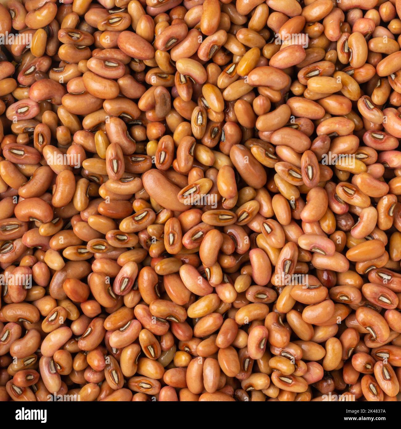 pile of yard long bean seeds, also known as asparagus bean or snake