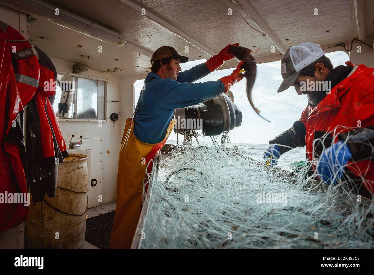 Portland, Maine, USA. 27th Sep, 2022. On board a commercial fishing boat, a crew member throws a pollock fish while another sorts through the nets off the coast of Maine. A board a gillnet fishing boat, crew haul their catch of monkfish, pollock, and cod from the early hours of the morning until late at night. The fishing industry in Maine has recently taken a blow with a new set of restrictions on fishing and the environmental organization Seafood Watch recommending for people to avoid eating American lobster. This listing and regulation pose fresh threats to fishers' livelihood Stock Photo