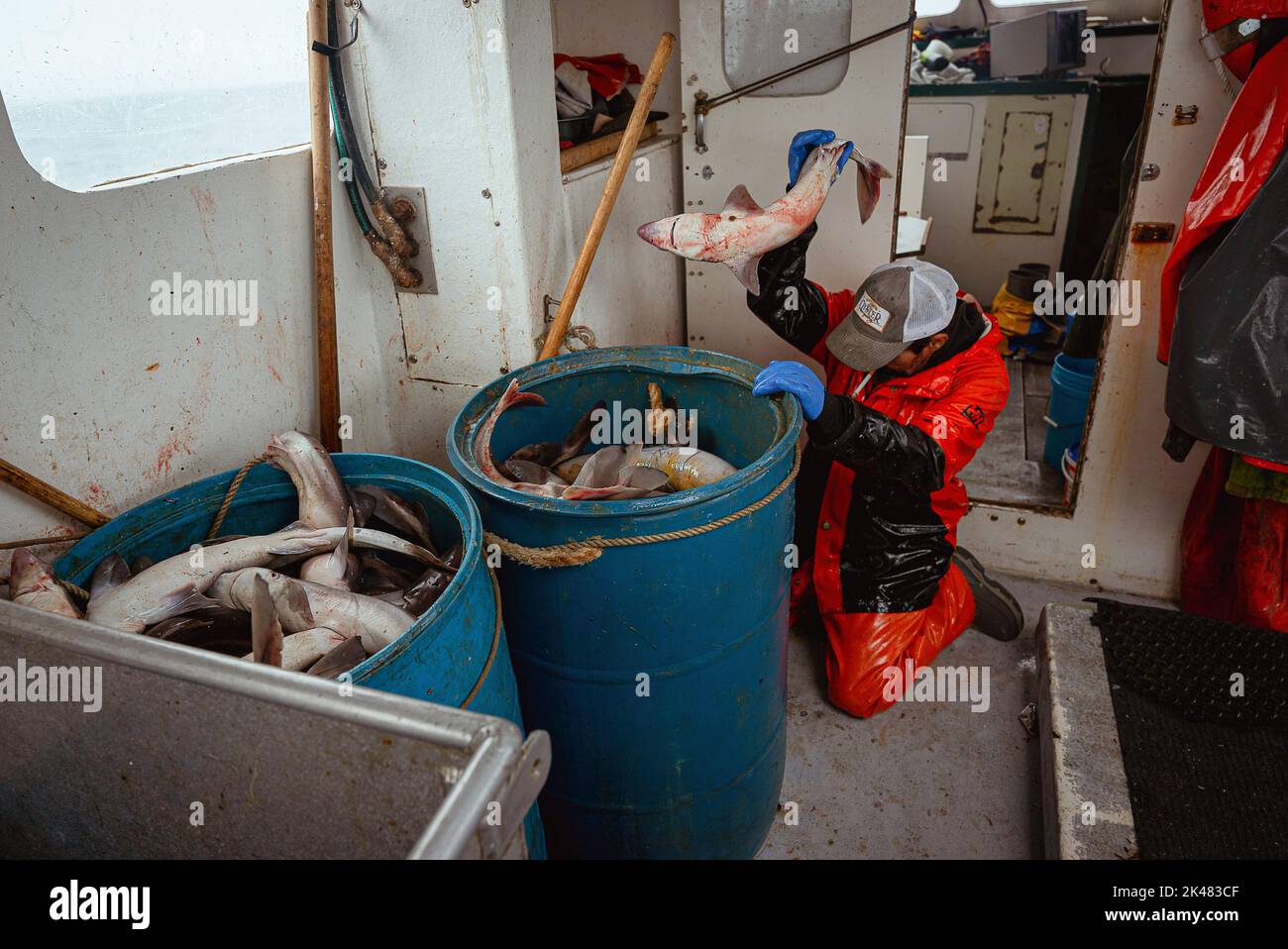 Portland, Maine, USA. 27th Sep, 2022. A crew member aboard a commercial fishing boat throws a dogfish into a blue bucket, caught as bycatch off the coast of Maine. A board a gillnet fishing boat, crew haul their catch of monkfish, pollock, and cod from the early hours of the morning until late at night. The fishing industry in Maine has recently taken a blow with a new set of restrictions on fishing and the environmental organization Seafood Watch recommending for people to avoid eating American lobster. This listing and regulation pose fresh threats to fishers' livelihoods. Whil Stock Photo