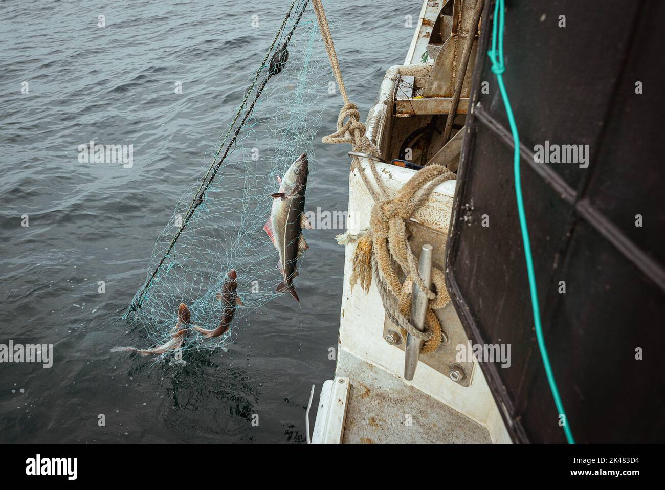https://c8.alamy.com/comp/2K483D4/portland-maine-usa-27th-sep-2022-three-pollock-fish-caught-in-a-gillnet-fishing-net-being-hoisted-on-board-a-commercial-fishing-boat-off-the-coast-of-maine-a-board-a-gillnet-fishing-boat-crew-haul-their-catch-of-monkfish-pollock-and-cod-from-the-early-hours-of-the-morning-until-late-at-night-the-fishing-industry-in-maine-has-recently-taken-a-blow-with-a-new-set-of-restrictions-on-fishing-and-the-environmental-organization-seafood-watch-recommending-for-people-to-avoid-eating-american-lobster-this-listing-and-regulation-pose-fresh-threats-to-fishers-livelihoods-while-f-2K483D4.jpg