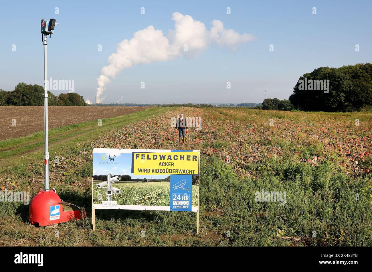 Dortmund, Germany. 29th Sep, 2022. With video cameras and a huge warning sign, farmer Dirk Schulte-Uebbing is trying to protect his pumpkin field from thieves. Fruit and vegetable thieves worry many farmers. Sometimes perpetrators came to the field at night with trailers or vans and packed them full. (to dpa: 'Stealing apples with a trailer - fruit thieves cause farmers problems') Credit: Roland Weihrauch/dpa/Alamy Live News Stock Photo
