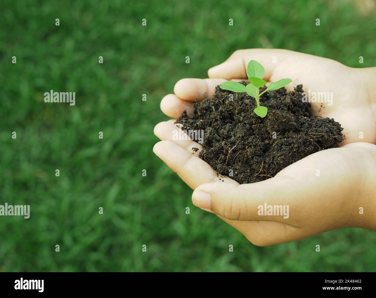 Human hand holds the small tree growing in the soil Stock Photo - Alamy